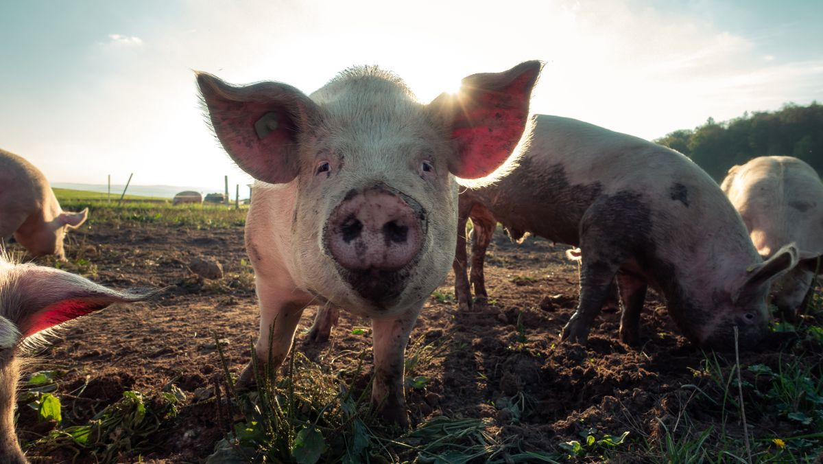 10 Gründe, warum dein Schatz ein Schwein ist