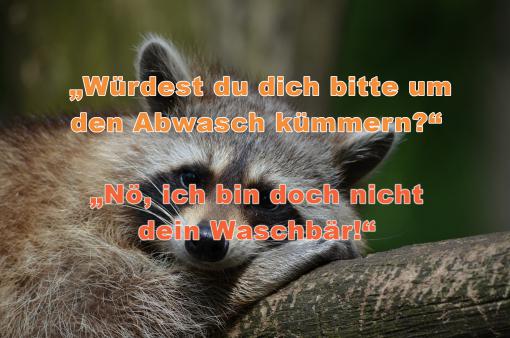 33 tierische Antworten für allgemeine Fragen des Alltags